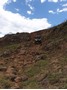Picture of DRAKENSBERG - KZN